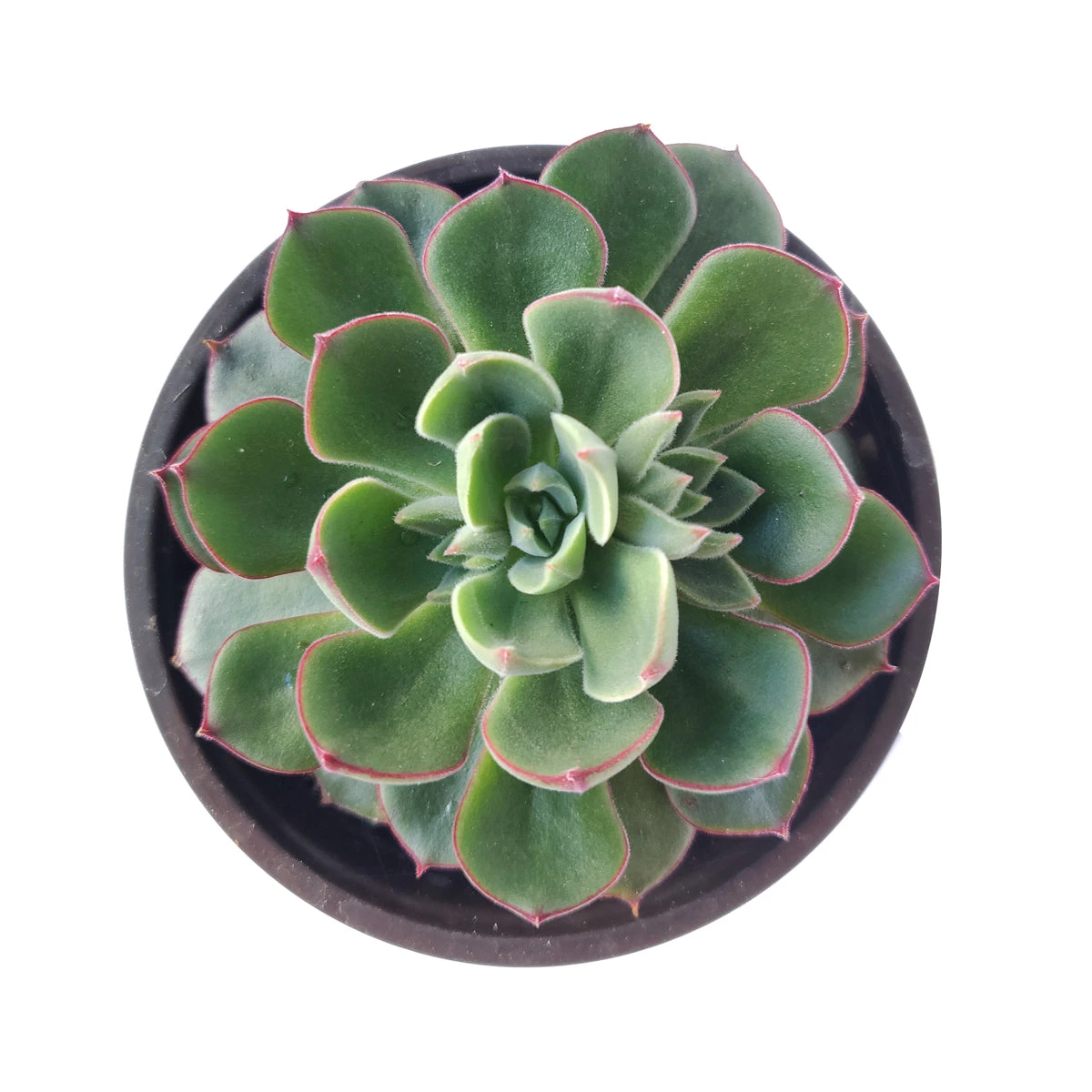 Echeveria Ciliata X Nodulosa - Image 3