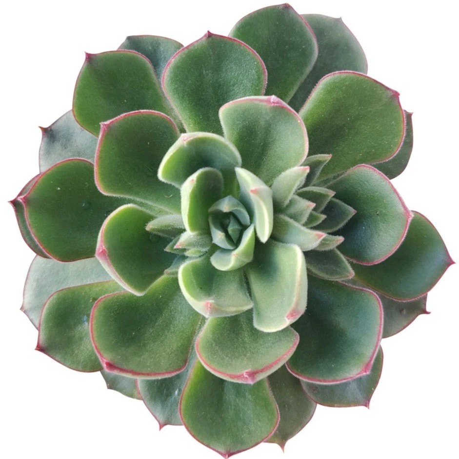 Echeveria Ciliata X Nodulosa