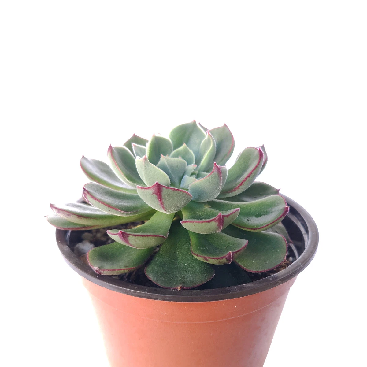 Echeveria Ciliata X Nodulosa - Image 2