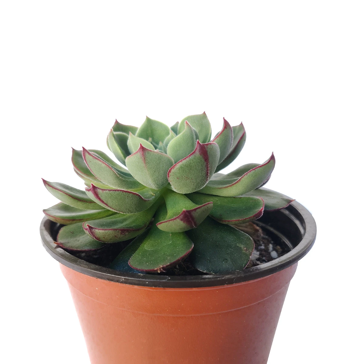 Echeveria Ciliata X Nodulosa - Image 4