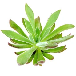Echeveria Pulvinata X Setosa