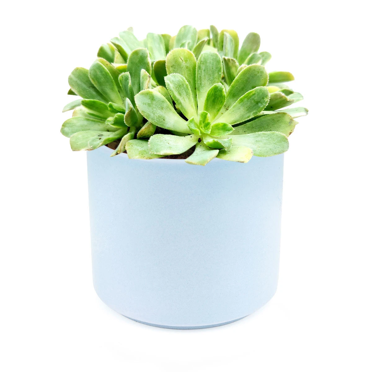 Aeonium Emerald Ice - Image 9