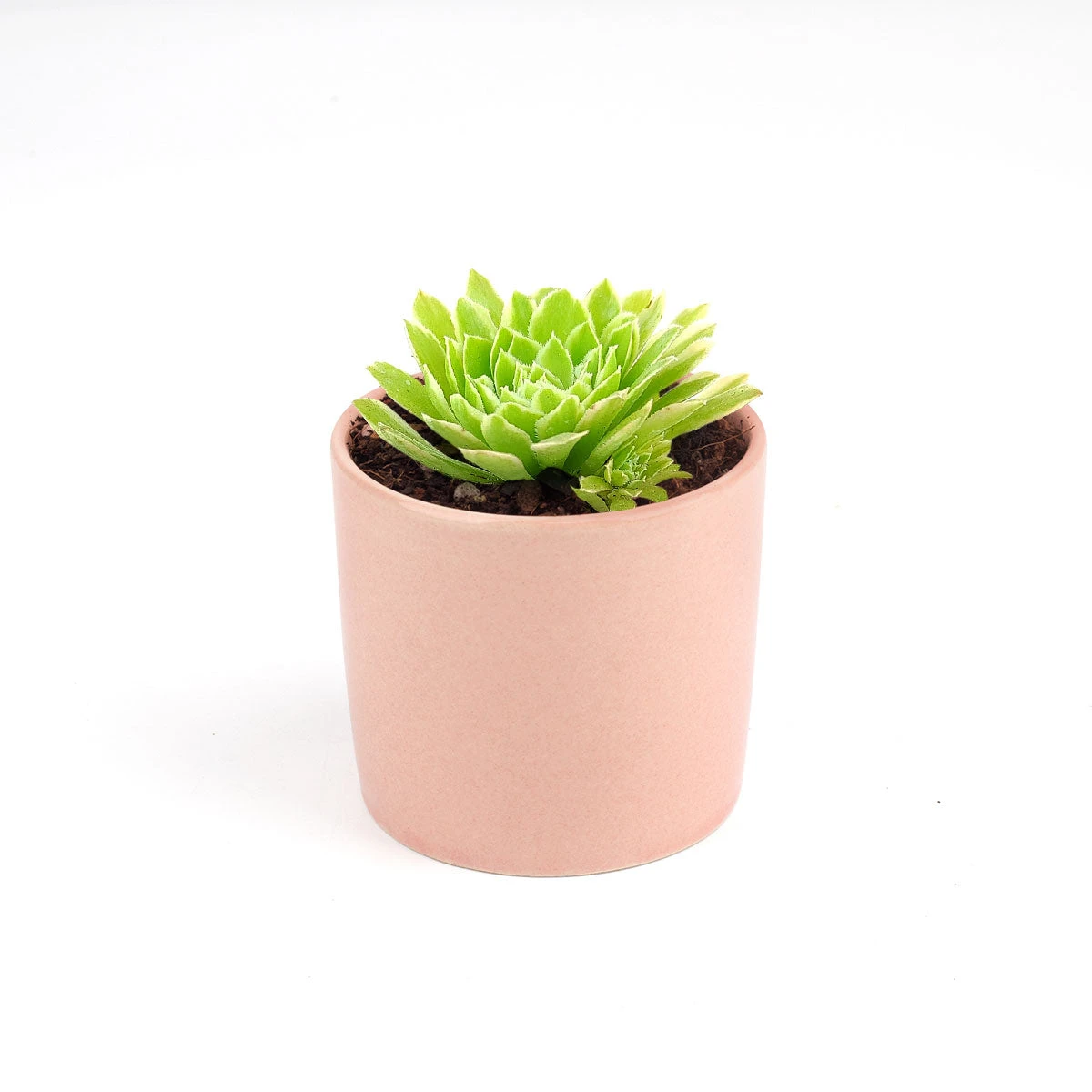 Aeonium Emerald Ice - Image 12