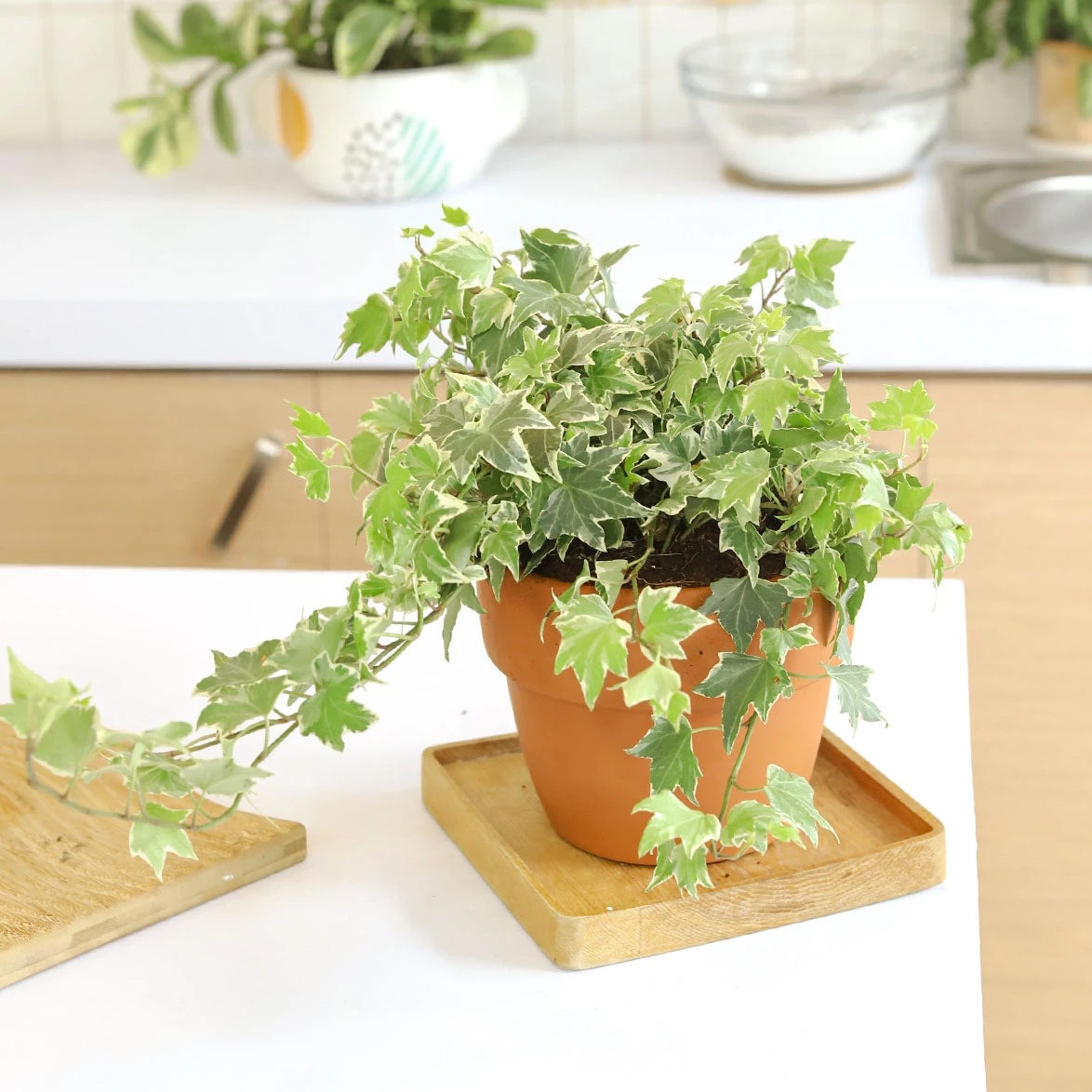 Kolibri English Ivy - Image 2