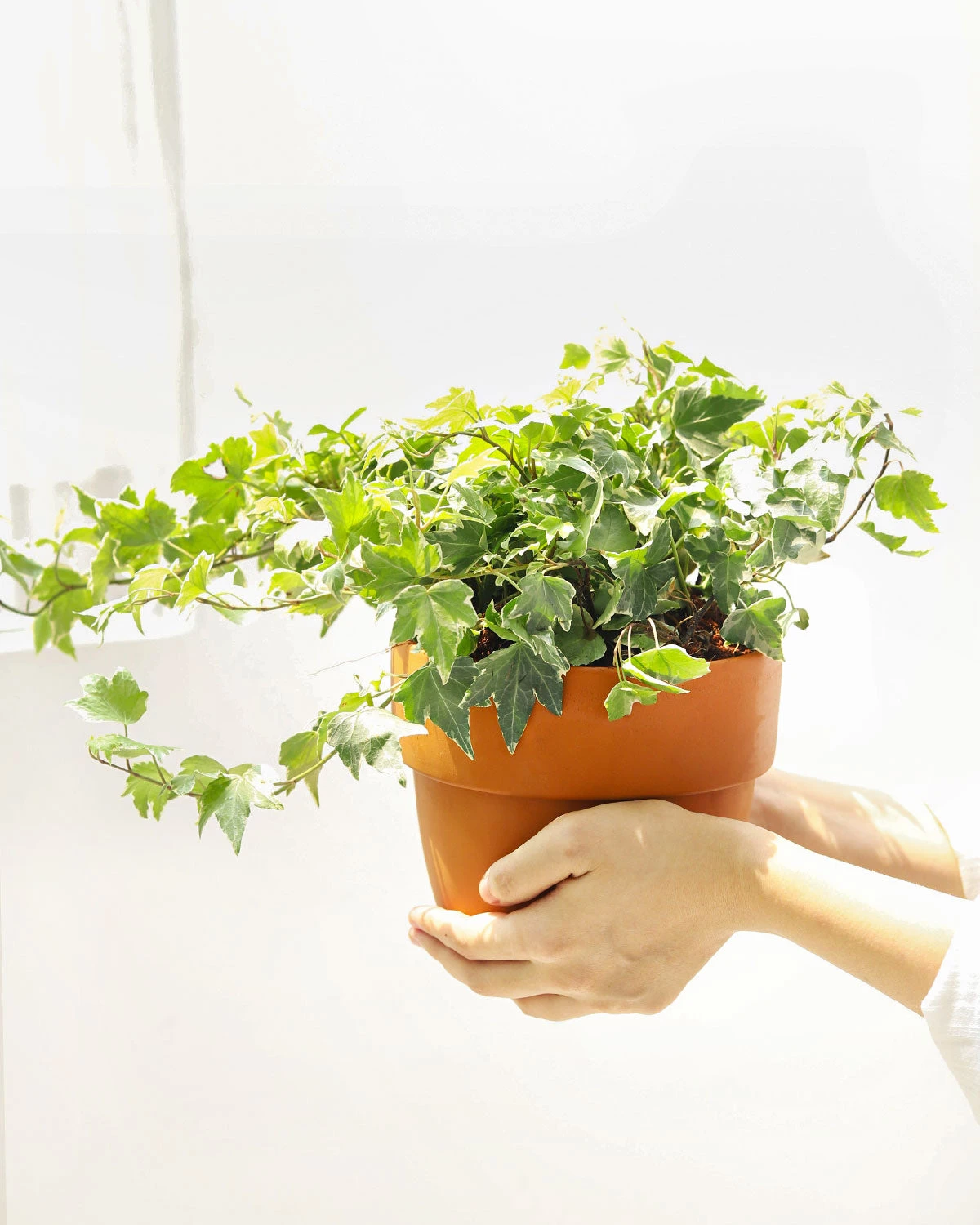 Kolibri English Ivy - Image 9