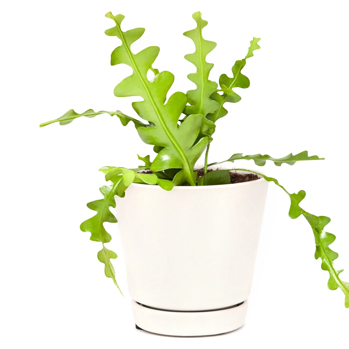 Epiphyllum Anguliger Fishbone Cactus - Image 4