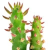 Eve's Needle Cactus