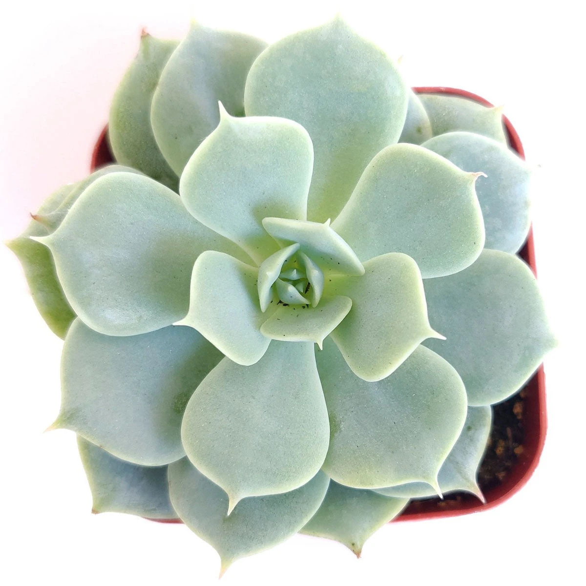 Echeveria Fleur Blanc - Image 2
