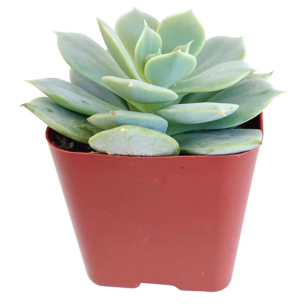 Echeveria Fleur Blanc - Image 4