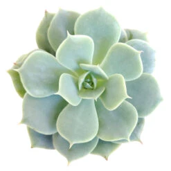 Echeveria Fleur Blanc