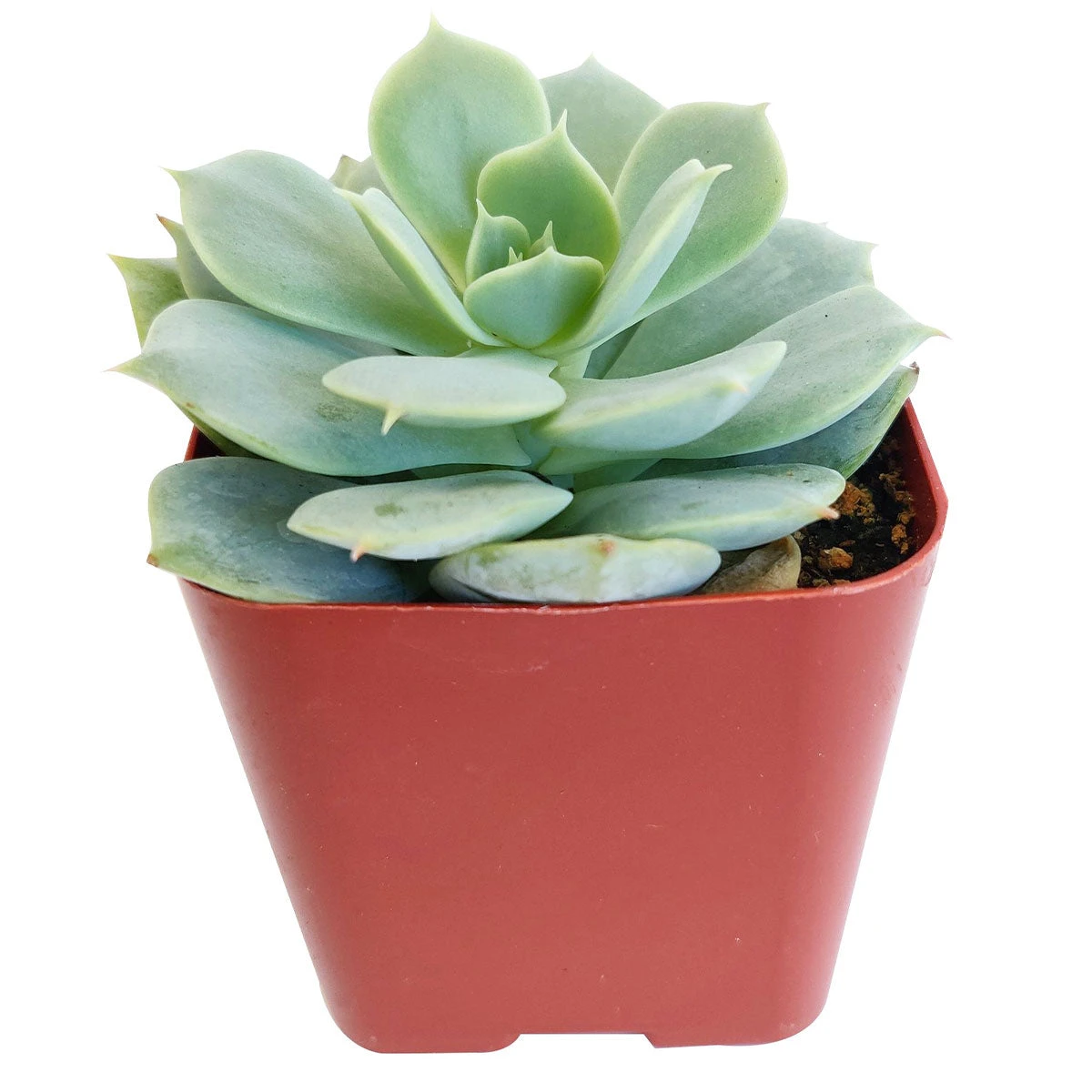 Echeveria Fleur Blanc - Image 3