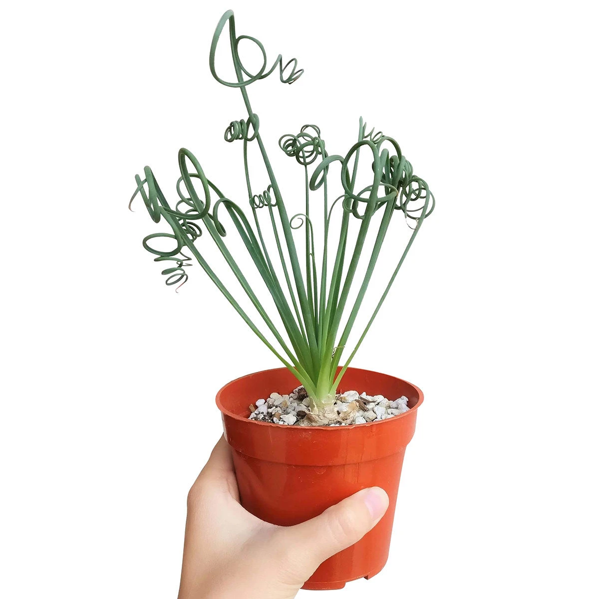 Frizzle Sizzle Albuca Spiralis - Image 4