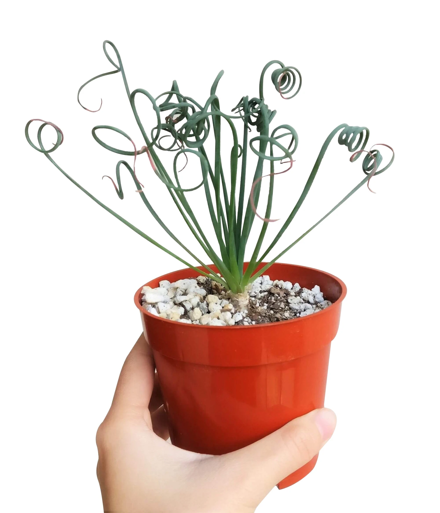 Frizzle Sizzle Albuca Spiralis - Image 5