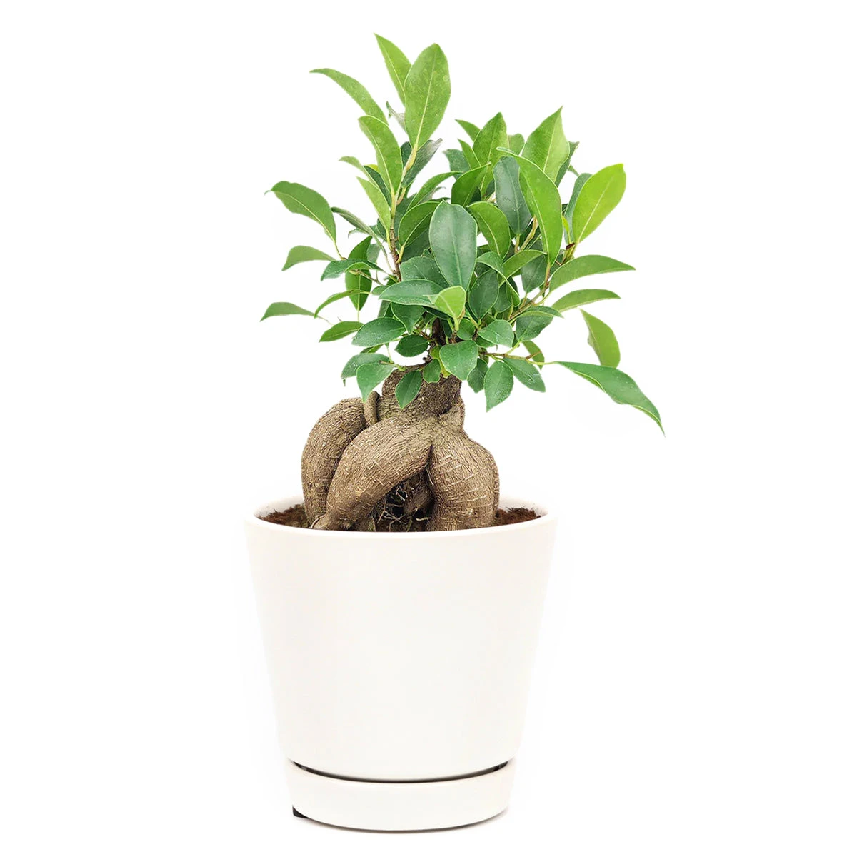 Ficus Ginseng - Image 8