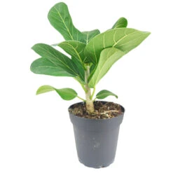 Ficus Audrey