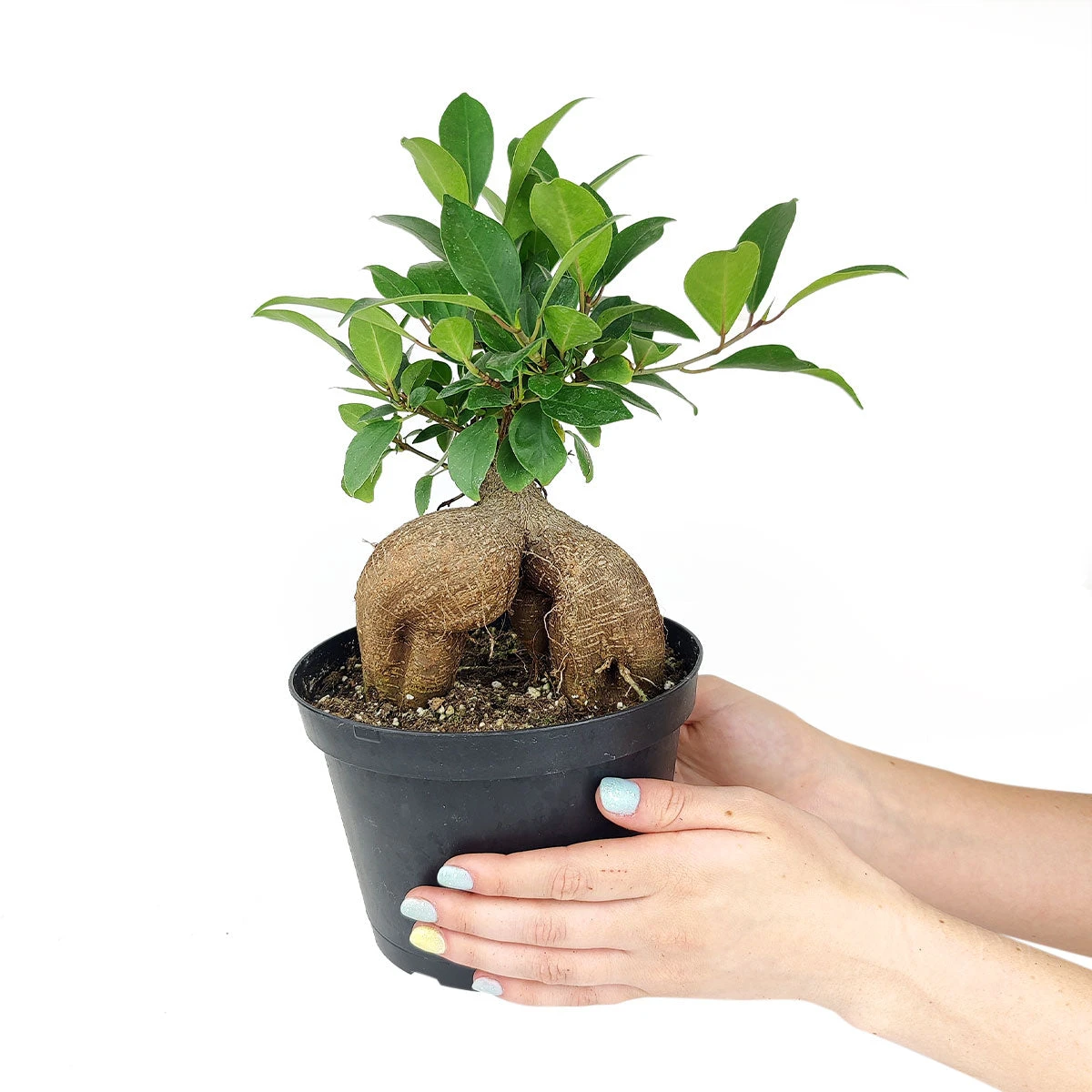 Ficus Ginseng - Image 7