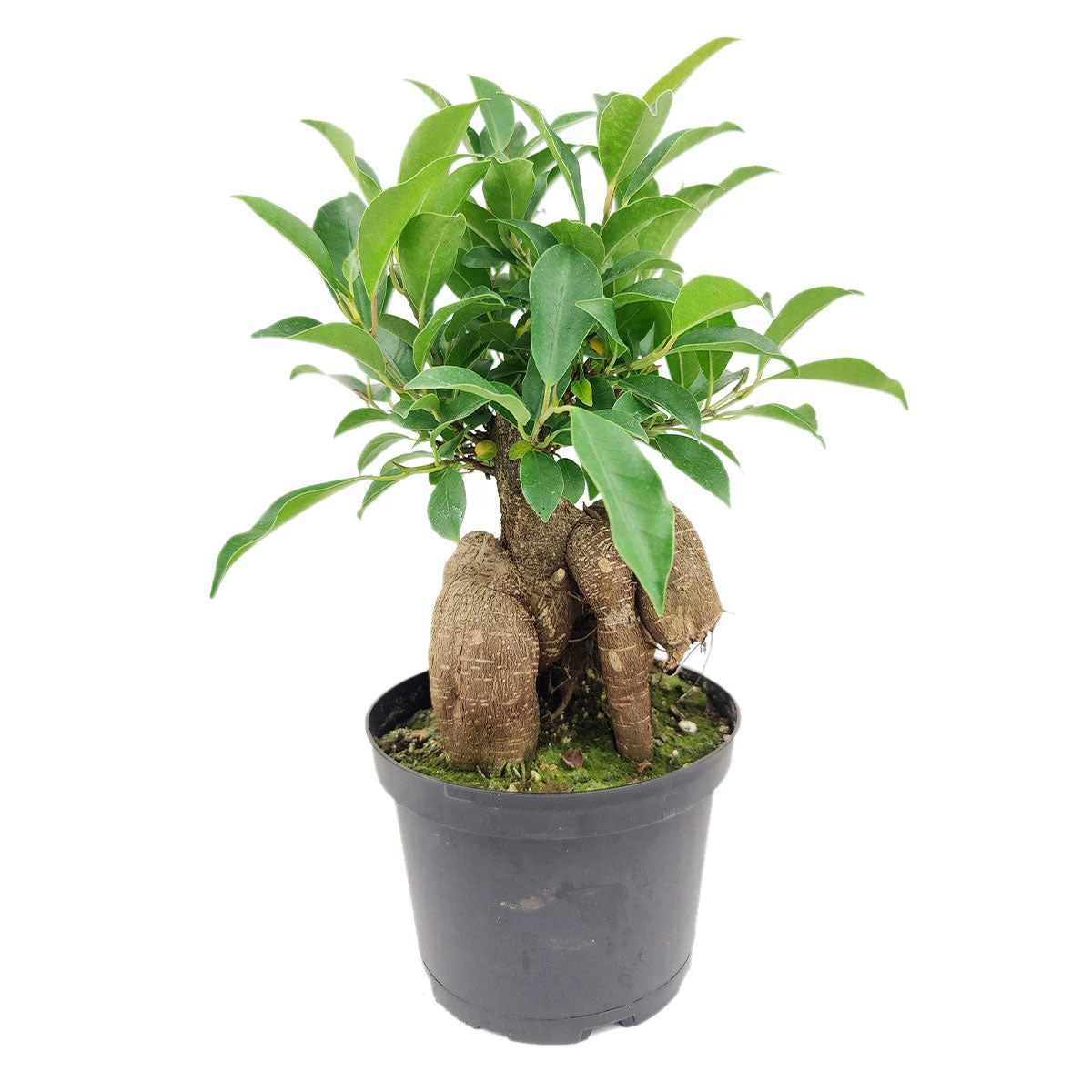Ficus Ginseng - Image 6