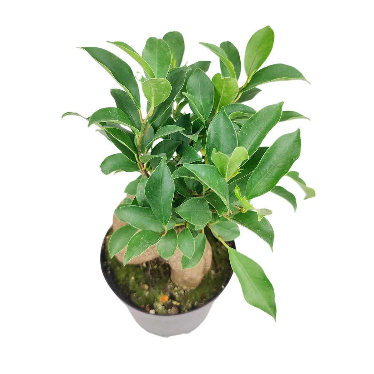 Ficus Ginseng - Image 5
