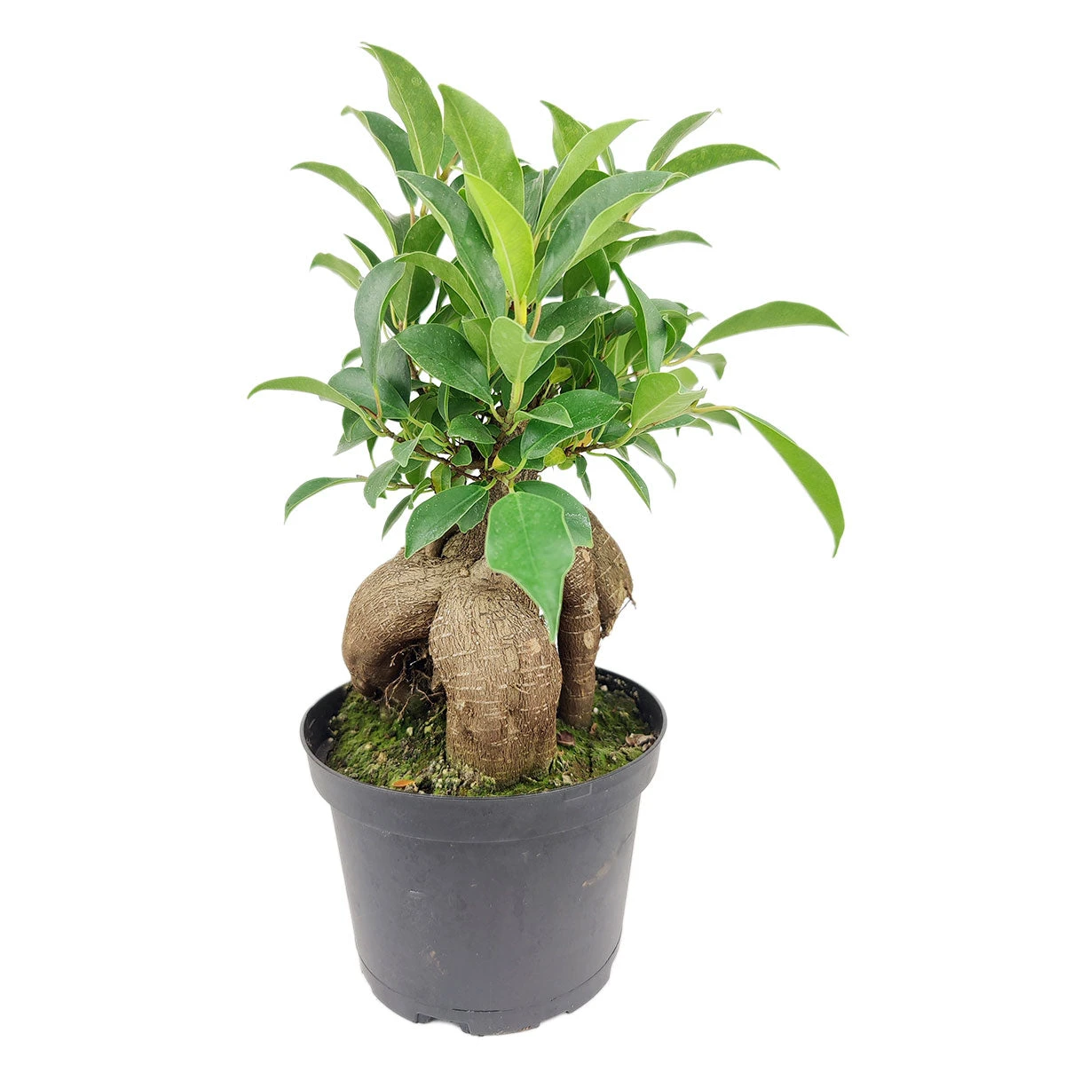 Ficus Ginseng - Image 4