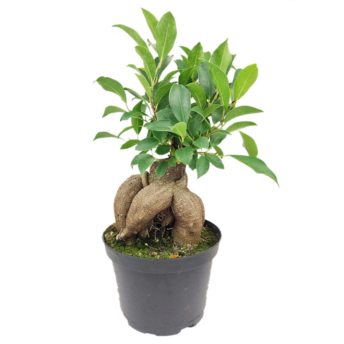 Ficus Ginseng - Image 2
