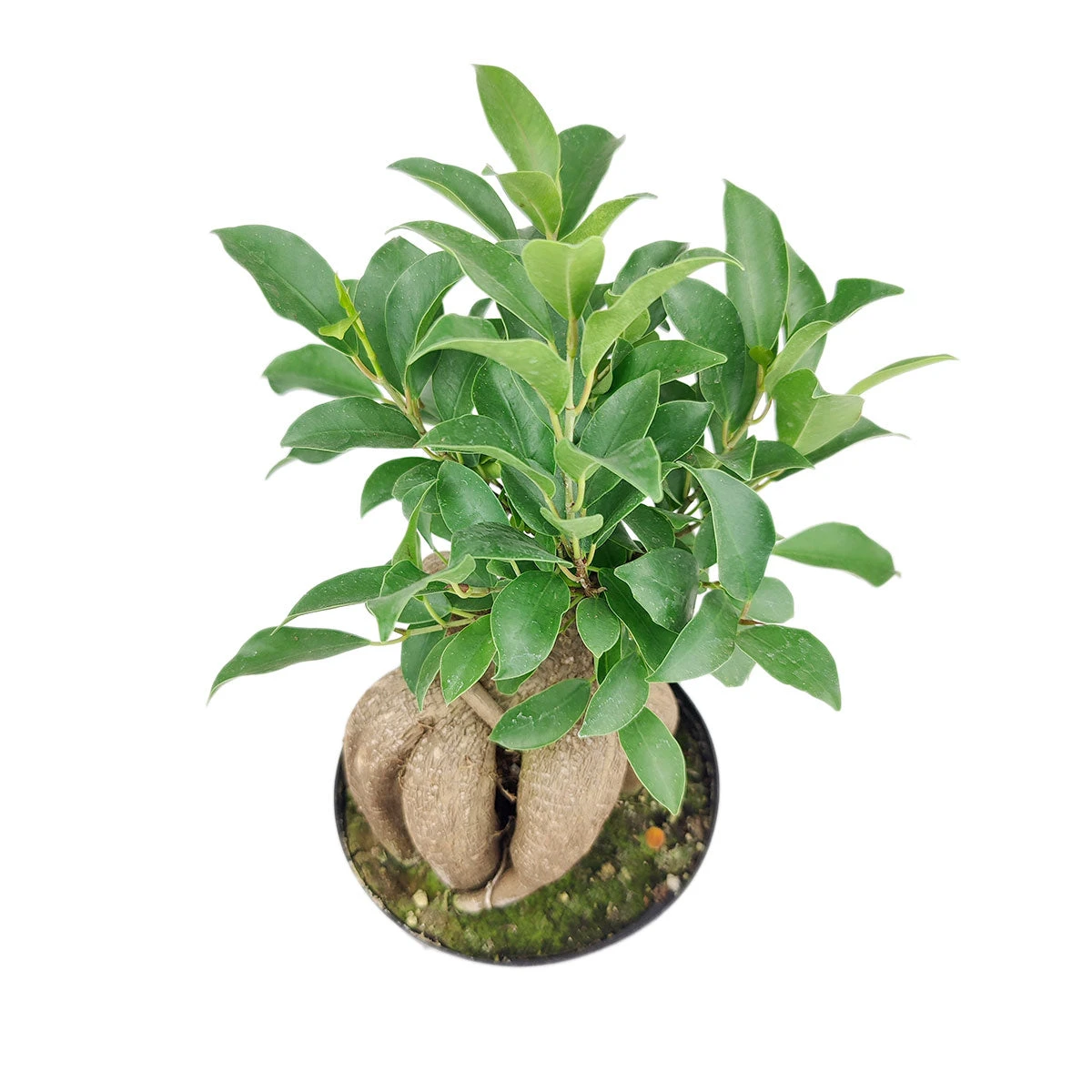 Ficus Ginseng - Image 3