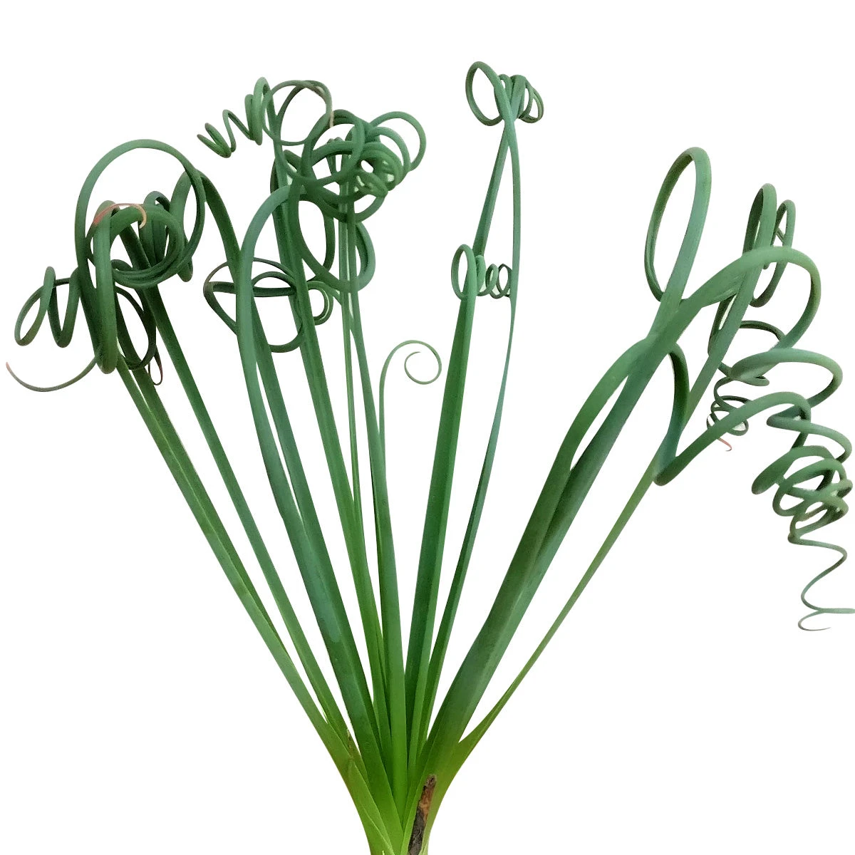 Frizzle Sizzle Albuca Spiralis - Image 2