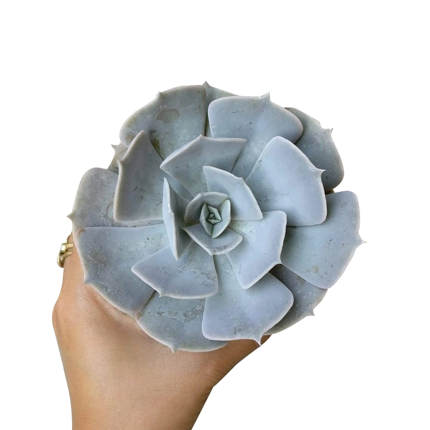 Ghost Echeveria Lilacina - Image 6