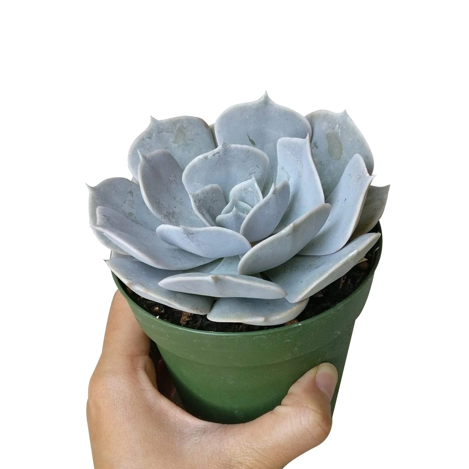 Ghost Echeveria Lilacina - Image 2