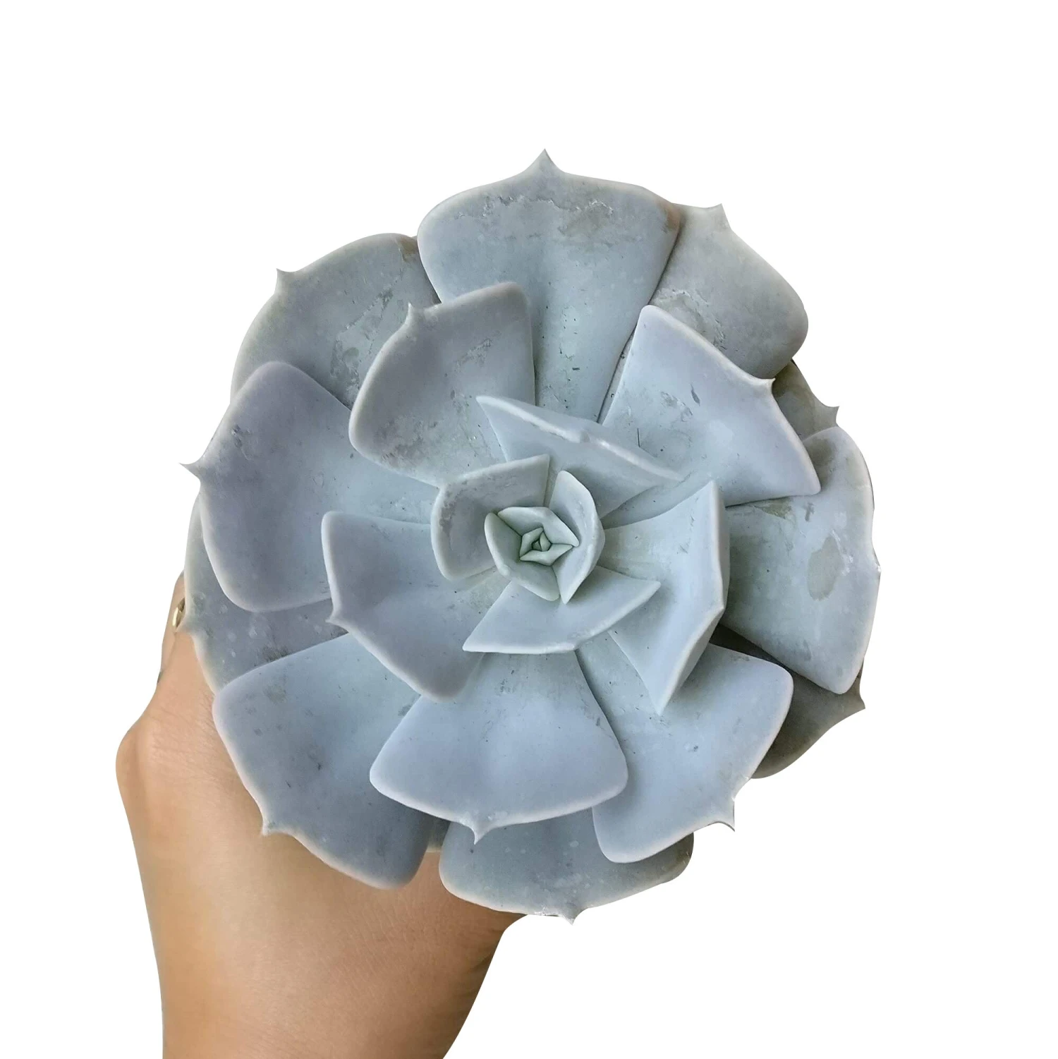 Ghost Echeveria Lilacina - Image 3