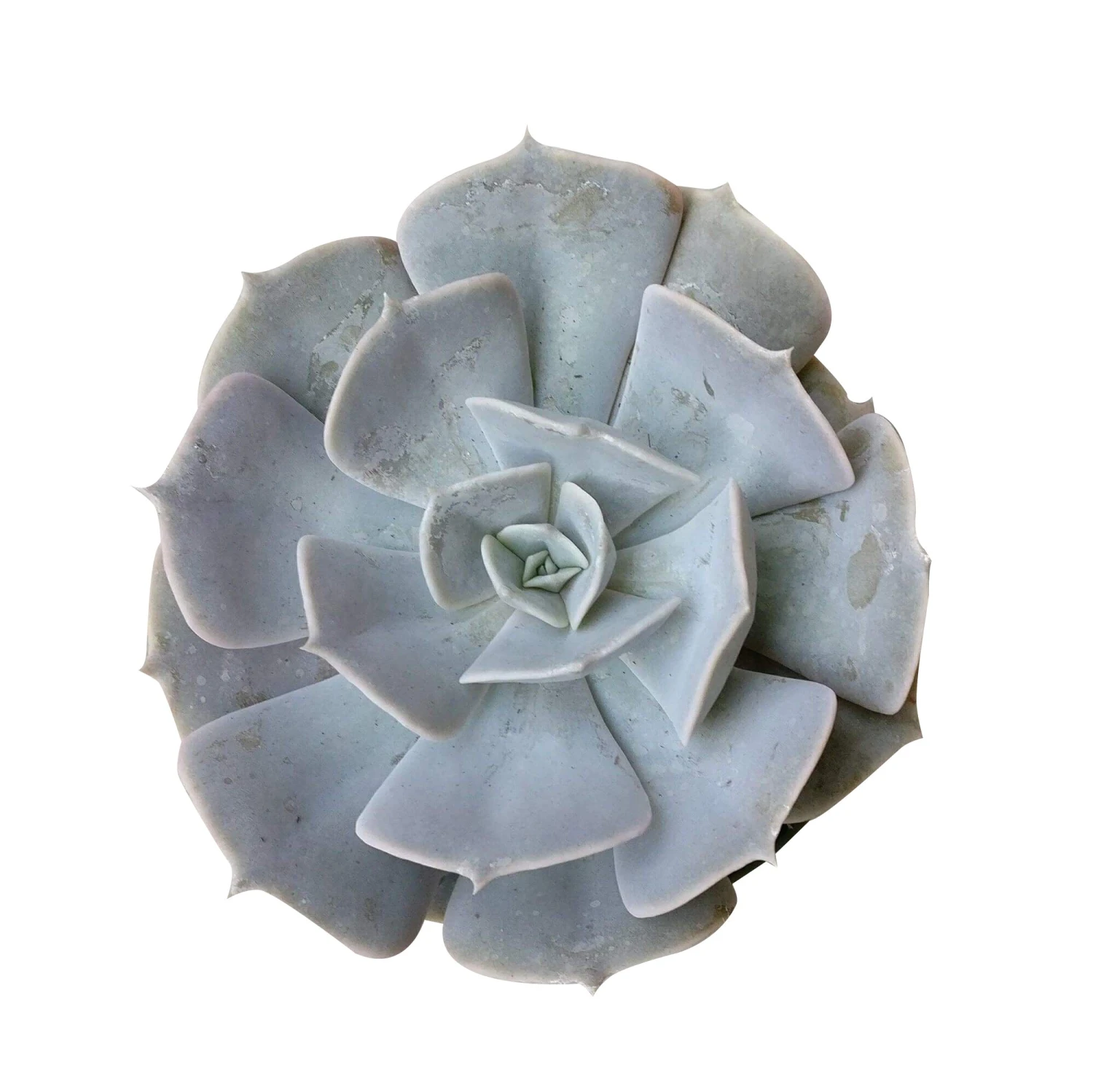 Ghost Echeveria Lilacina - Image 4