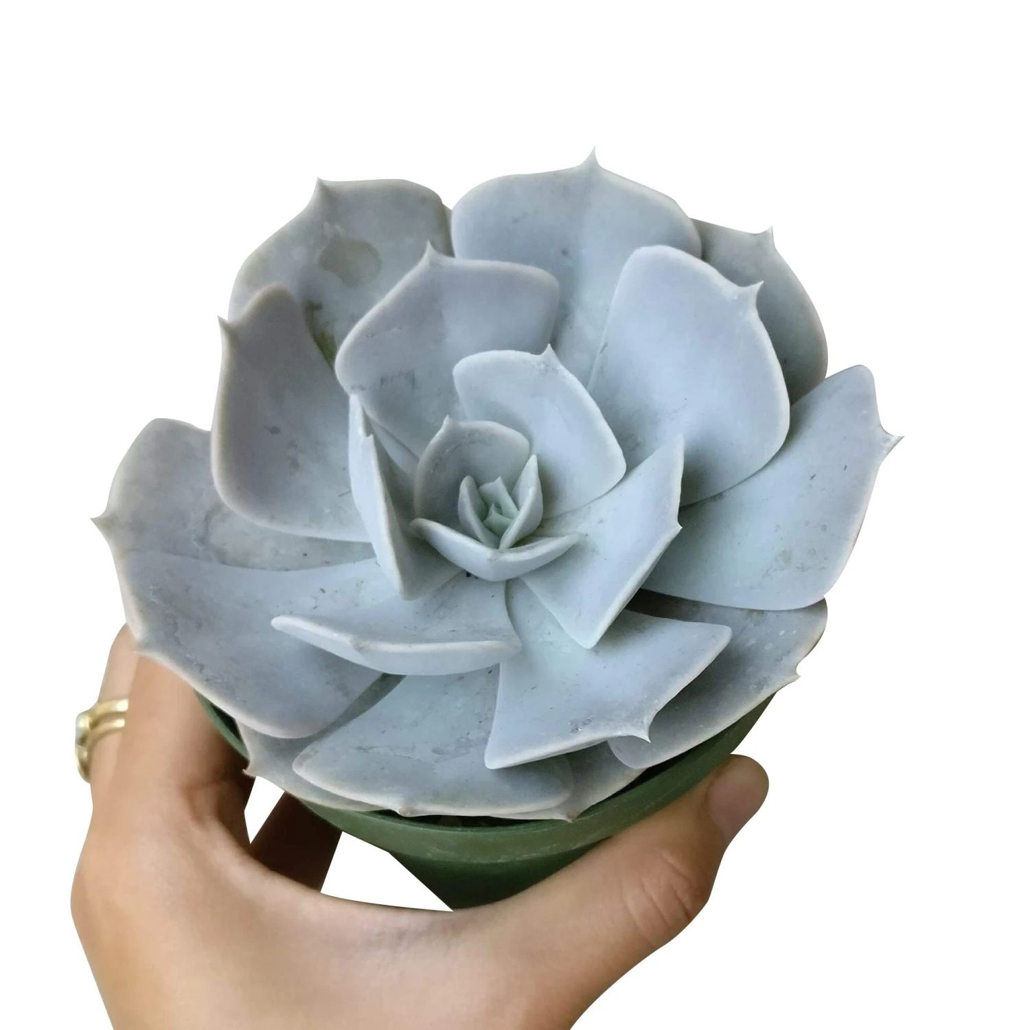 Ghost Echeveria Lilacina - Image 5