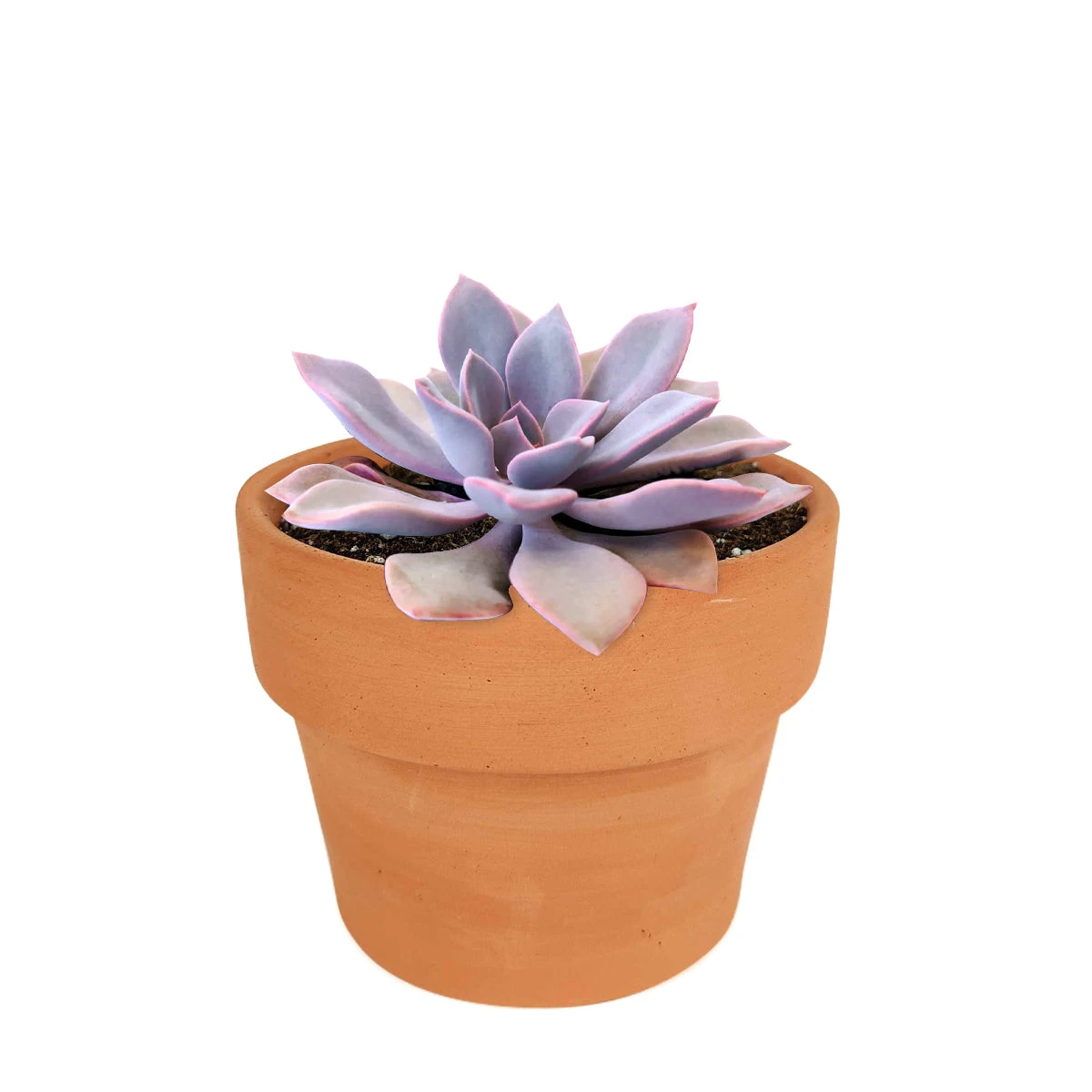 Graptoveria Debbie Succulent - Image 6
