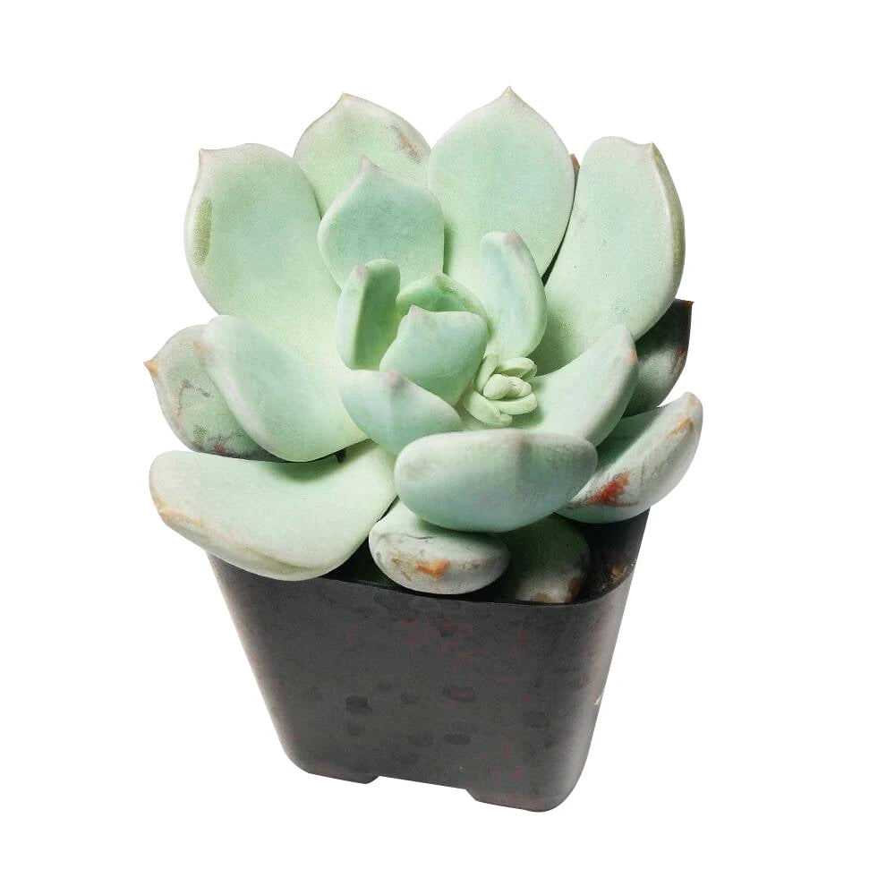 Graptoveria Moonglow - Image 5