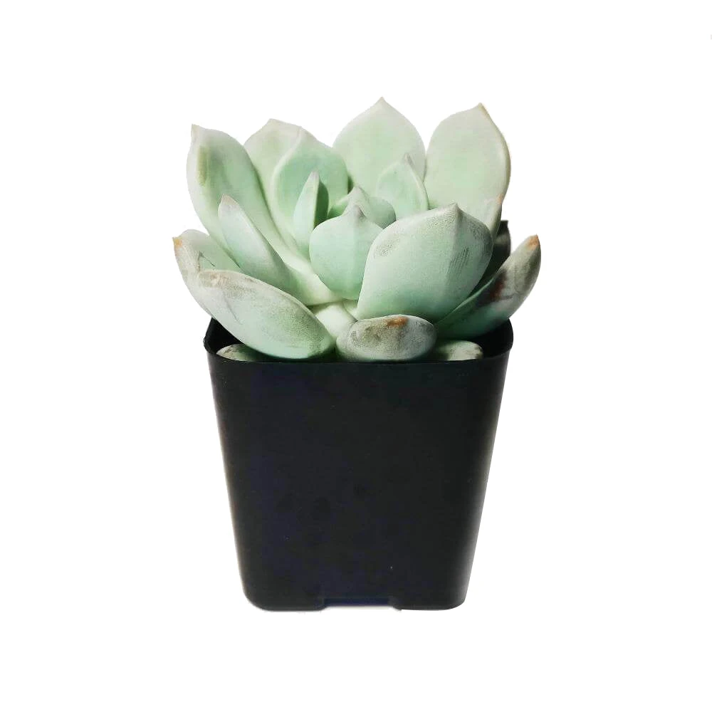 Graptoveria Moonglow - Image 4