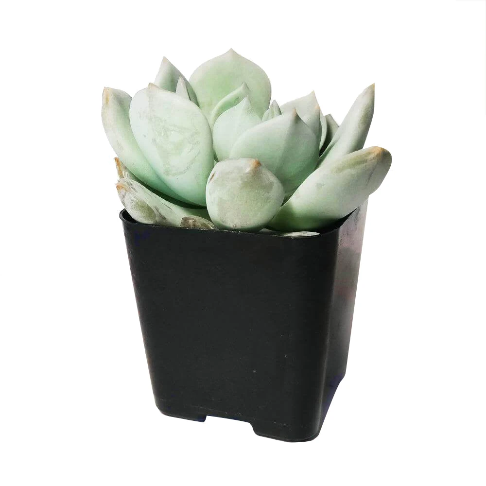 Graptoveria Moonglow - Image 3