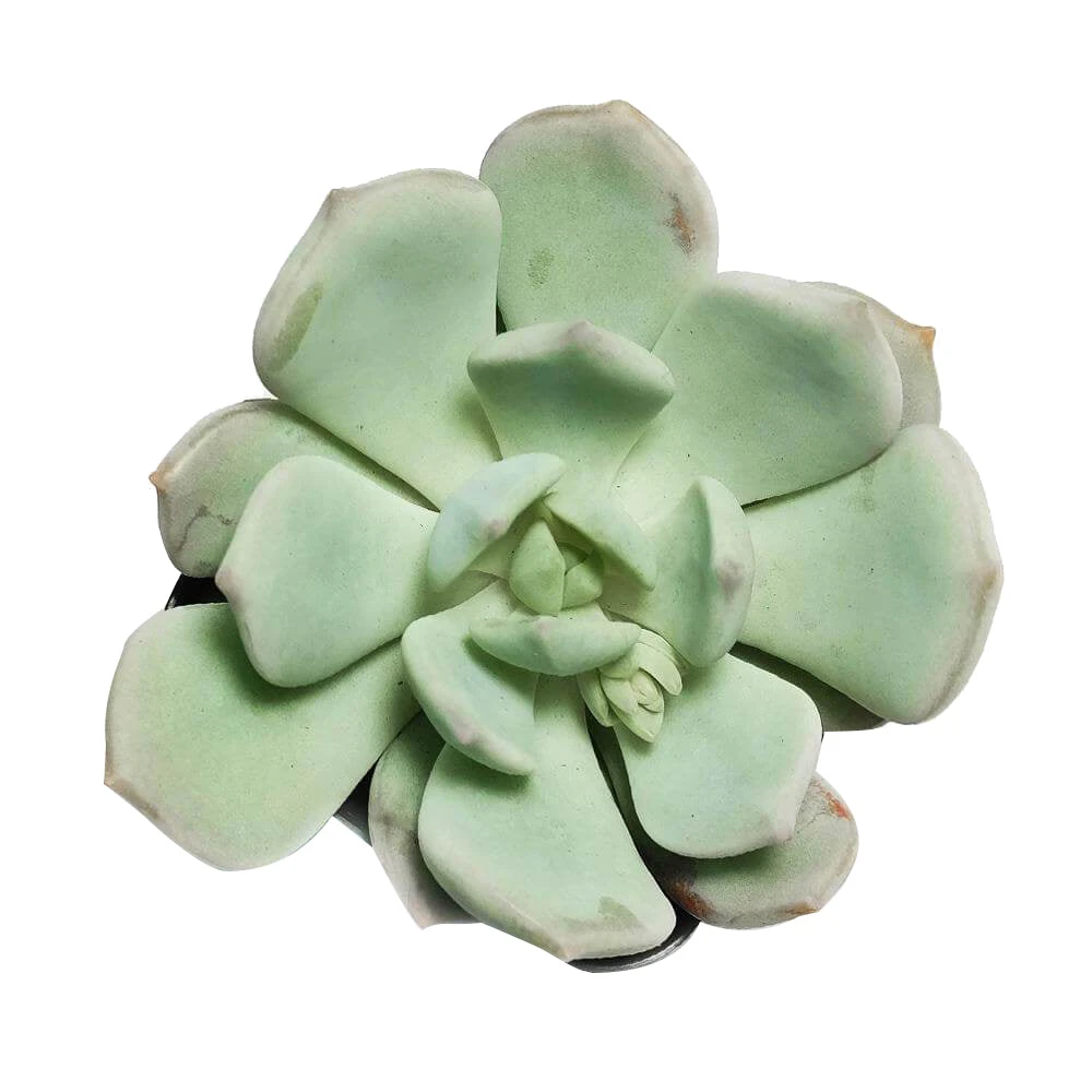 Graptoveria Moonglow - Image 2