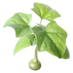 Gerrardanthus Macrorhizus Bigfoot Succulent