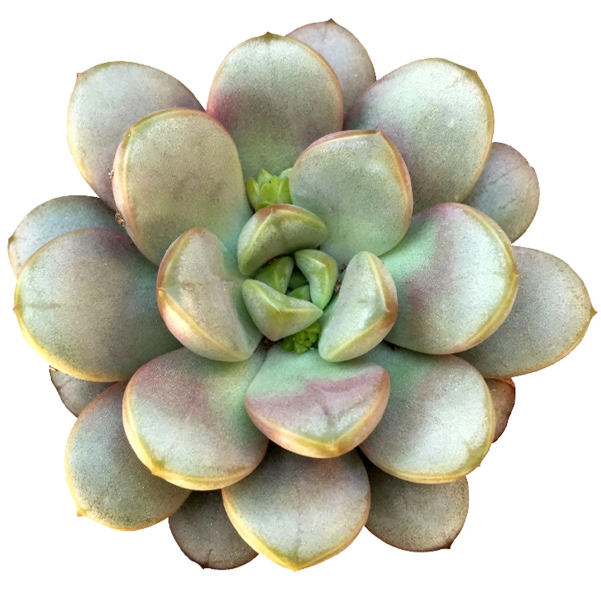 Graptoveria Amethorum