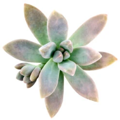 Graptoveria Blue Pearl