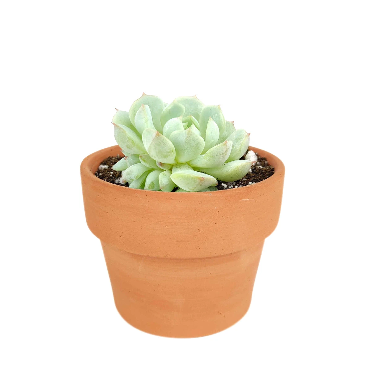 Graptoveria Moonglow - Image 8