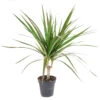 Small Size Dracaena Marginata