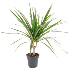 Small Size Dracaena Marginata
