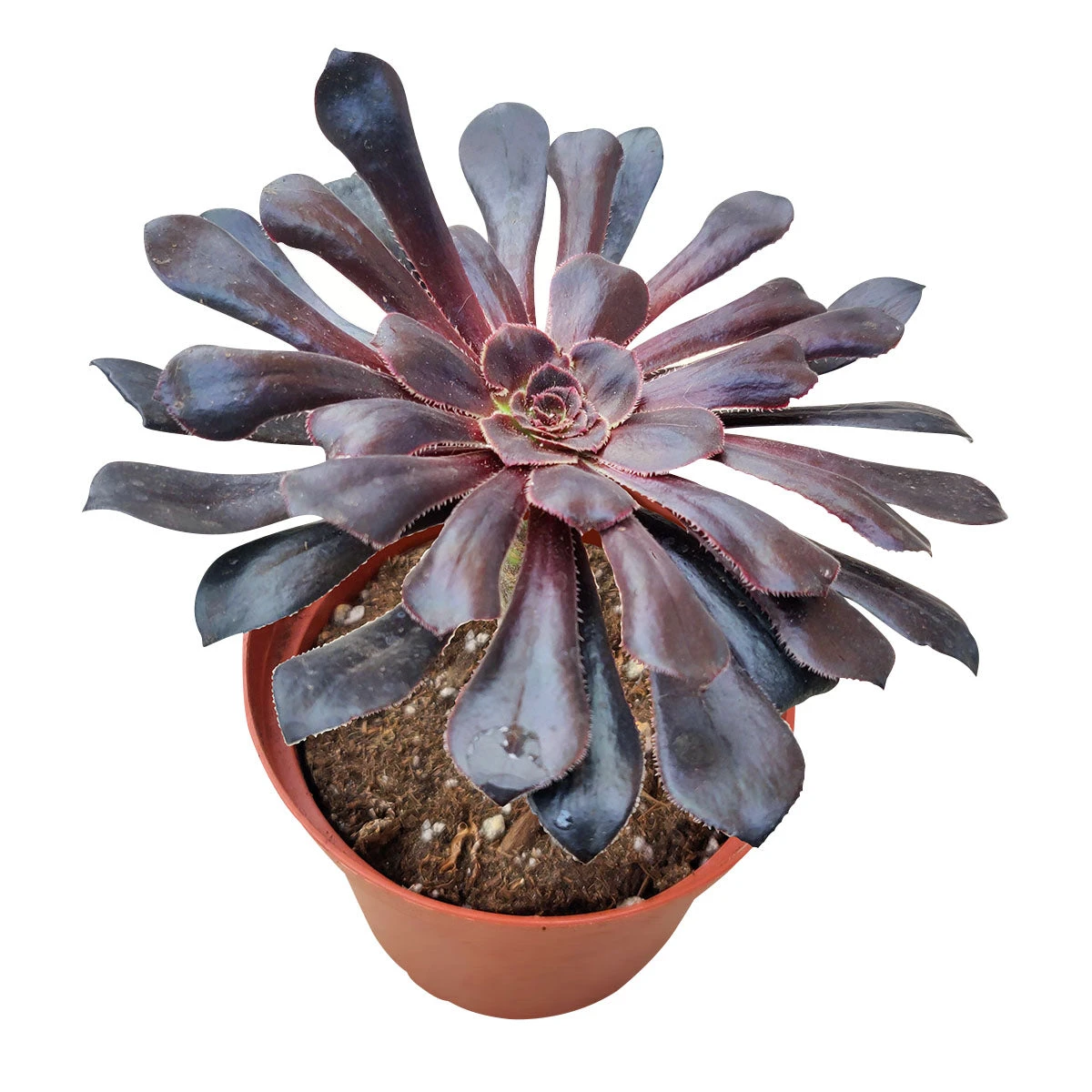 Aeonium Black Rose Zwartkop - Image 6