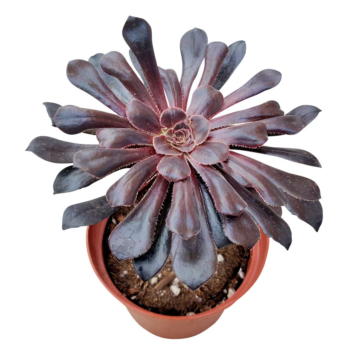 Aeonium Black Rose Zwartkop - Image 4