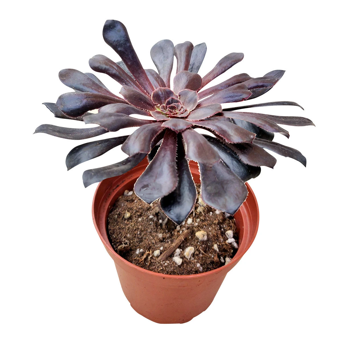 Aeonium Black Rose Zwartkop - Image 5