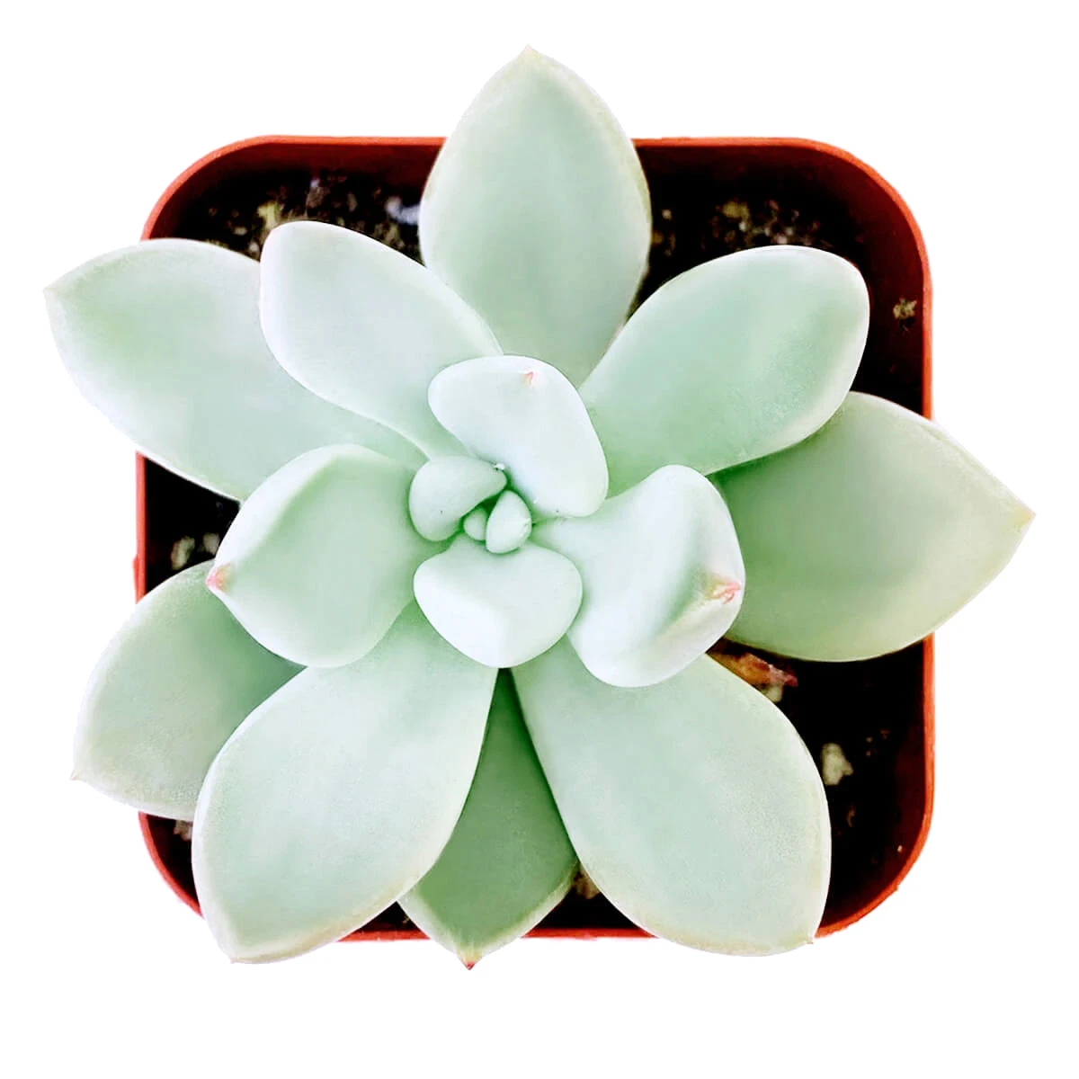 Pachyveria Haagei Succulent - Image 3