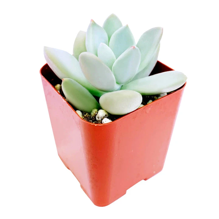 Pachyveria Haagei Succulent - Image 4