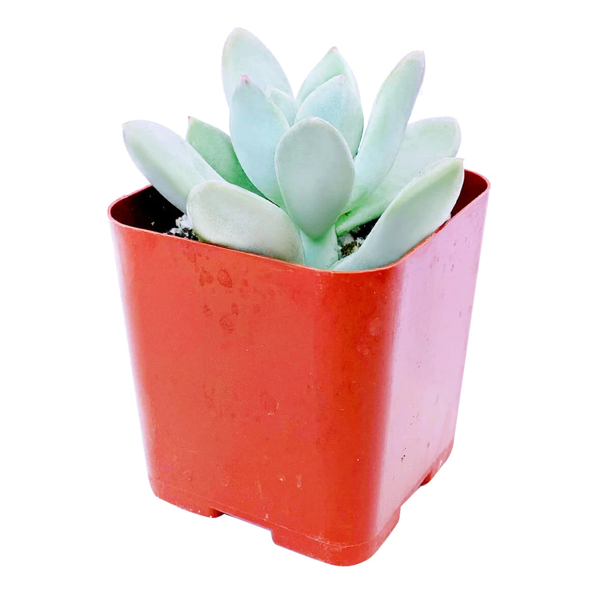 Pachyveria Haagei Succulent - Image 5