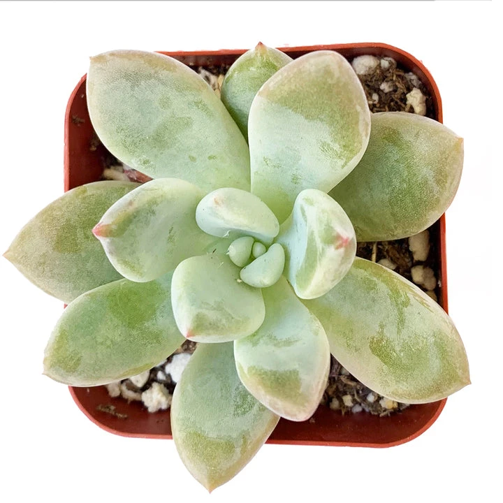 Pachyveria Haagei Succulent - Image 8
