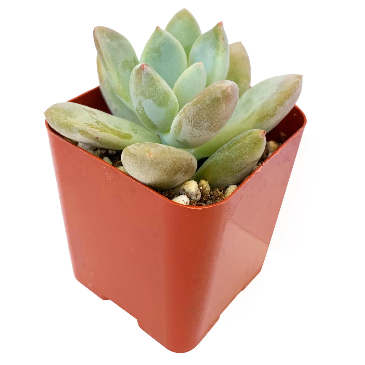 Pachyveria Haagei Succulent - Image 9